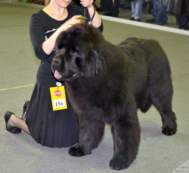 Фотография № 89606