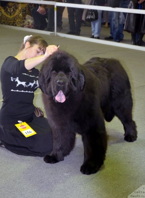 Фотография № 89609