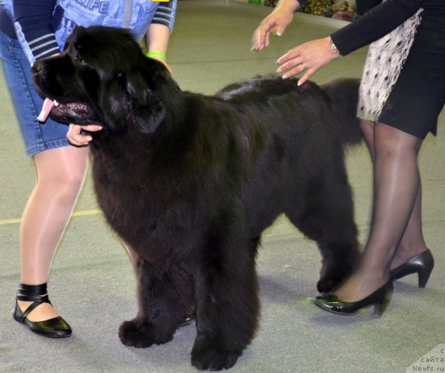 Фотография № 89610