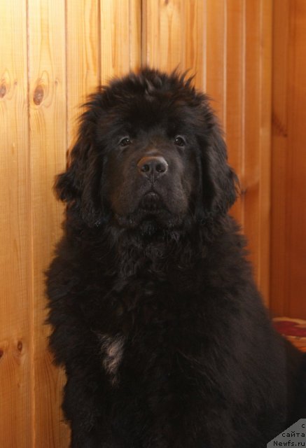 Фото: ньюфаундленд Sent Djons YEboni in Fayer (Сент Джонс Эбони ин Файер)