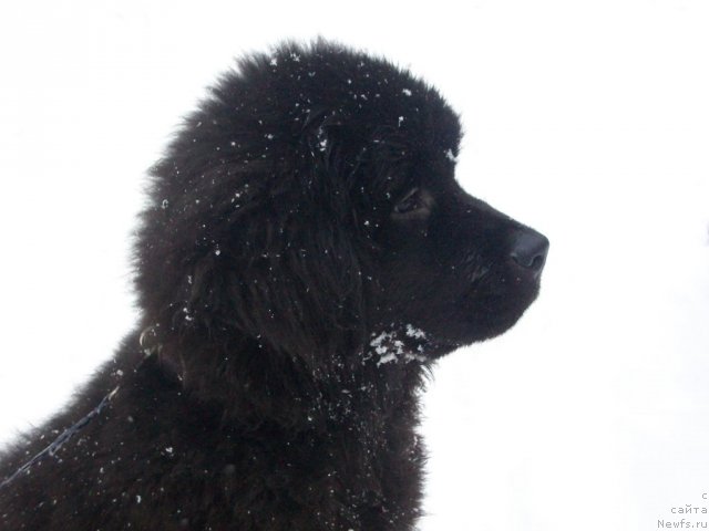 Фото: ньюфаундленд Sent Djons YUkatan (Сент Джонс Юкатан)