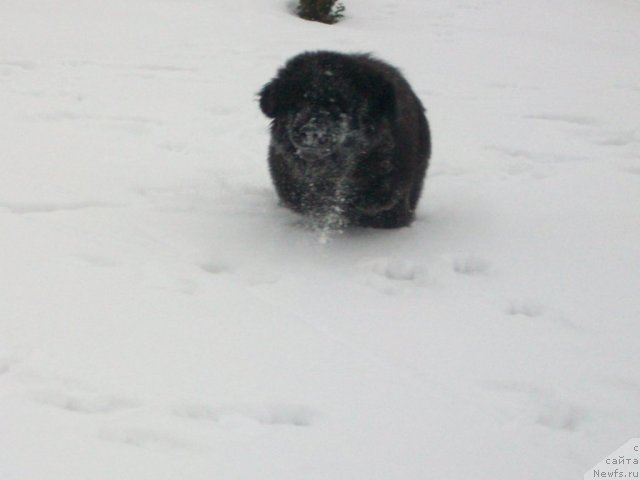 Фото: ньюфаундленд Sent Djons YUkatan (Сент Джонс Юкатан)