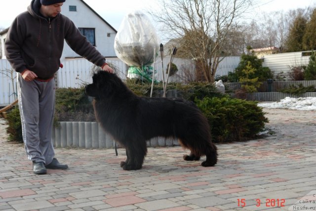 Фото: ньюфаундленд Sent Djons Handsel for Me (Сент Джонс Хендсел фо Ми), Aleksandr Rozenfel'd (Александр Розенфельд)