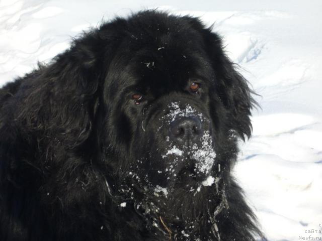 Фото: ньюфаундленд Tsarevich Slavny iz Medvejyego Yara (Царевич Славный из Медвежьего Яра)