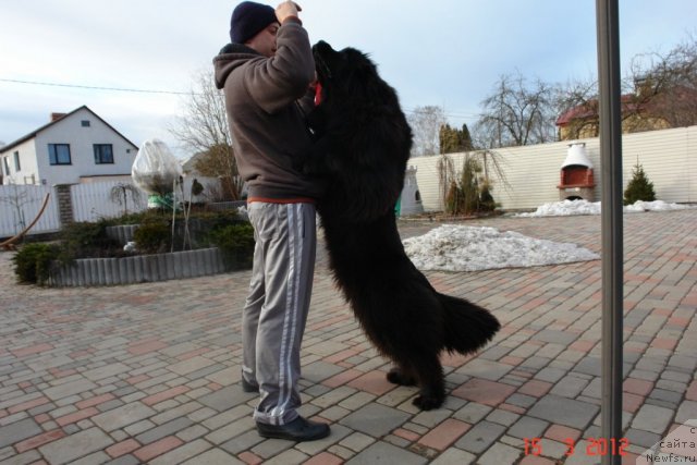 Фото: ньюфаундленд Sent Djons Handsel for Me (Сент Джонс Хендсел фо Ми), Aleksandr Rozenfel'd (Александр Розенфельд)