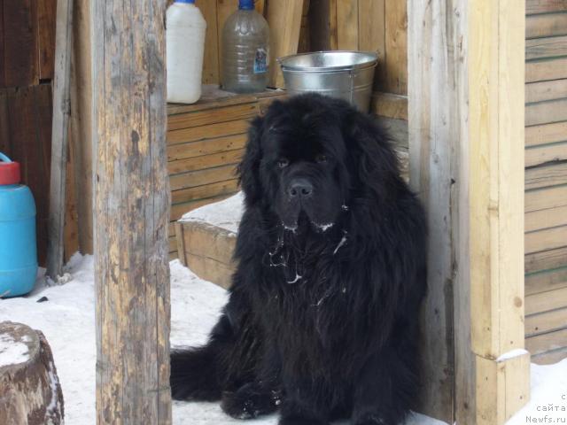 Фото: ньюфаундленд Tsarevich Slavny iz Medvejyego Yara (Царевич Славный из Медвежьего Яра)