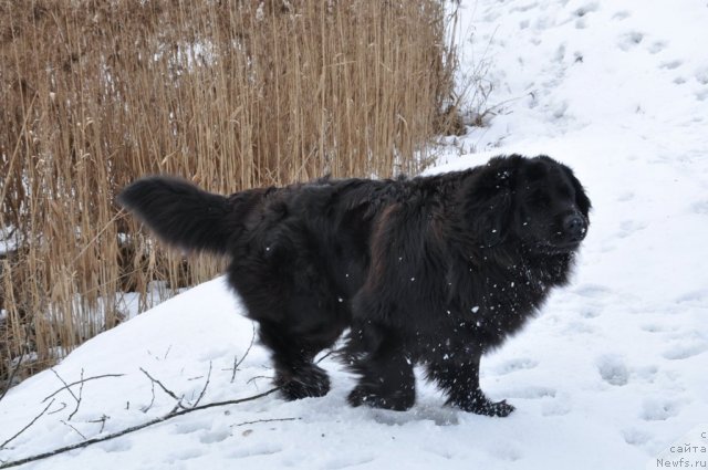 Фото: ньюфаундленд Daksi Pyeyv Blyek (Дакси Пэйв Блэк), Oksana Urbanovich (Оксана Урбанович)