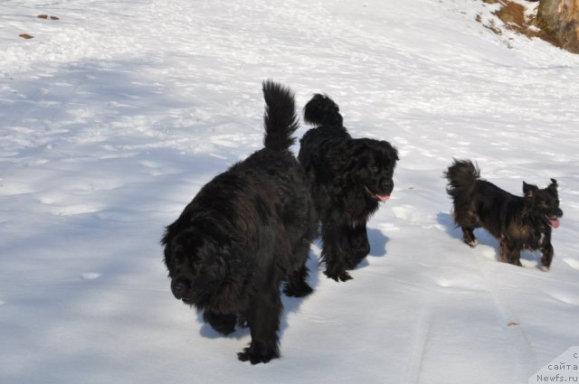 Фото: ньюфаундленд Daksi Pyeyv Blyek (Дакси Пэйв Блэк)