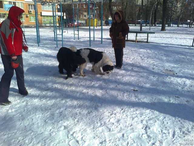 Фото: Татьяна Диденко, ньюфаундленд La Wanda de Maxim (Ла Ванда де Максима), ньюфаундленд La Belle Michaela (Ла Бель Мишель), Tat'yana Leusenko (Татьяна Леусенко)