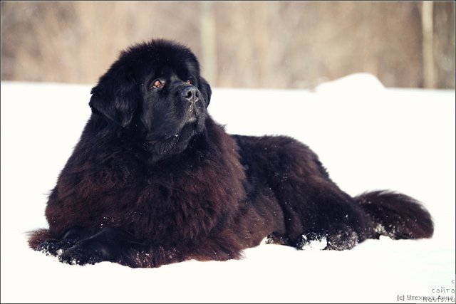 Фото: ньюфаундленд CHansi iz Zolotogo Treugol'nika (Чанси из Золотого Треугольника)