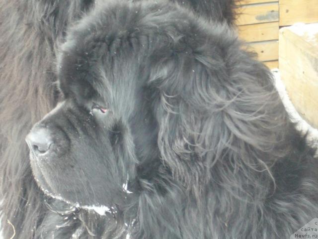 Фото: ньюфаундленд Tsarevich Slavny iz Medvejyego Yara (Царевич Славный из Медвежьего Яра)