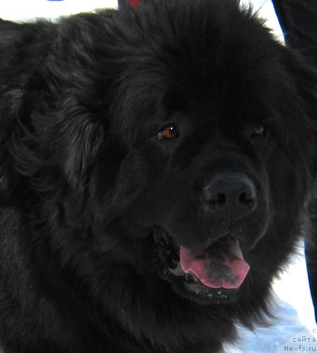 Фото: ньюфаундленд La Wanda de Maxim (Ла Ванда де Максима)