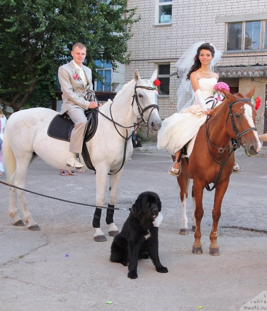 Фото: ньюфаундленд Leslley-Sia Flover (Лесли-Сиа Фловер), Marina Polevik (Марина Полевик)