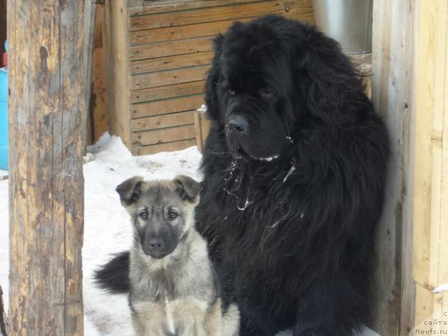 Фото: ньюфаундленд Tsarevich Slavny iz Medvejyego Yara (Царевич Славный из Медвежьего Яра)
