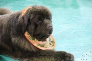 Фото: ньюфаундленд Izabel' iz Carstva Medvedey (Изабель из Царства Медведей)