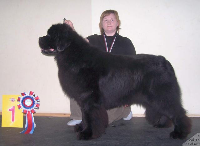 Фото: ньюфаундленд Denis Roussow vom Riesrand, Tat'yana Abutova (Татьяна Абутова)