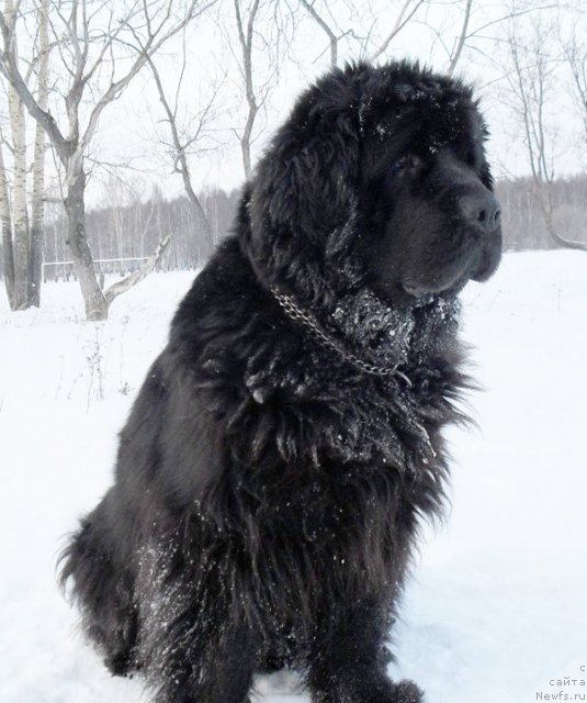 Фото: ньюфаундленд Beguschaya po Volnam Vyisshaya Liga (Бегущая по Волнам Высшая Лига)