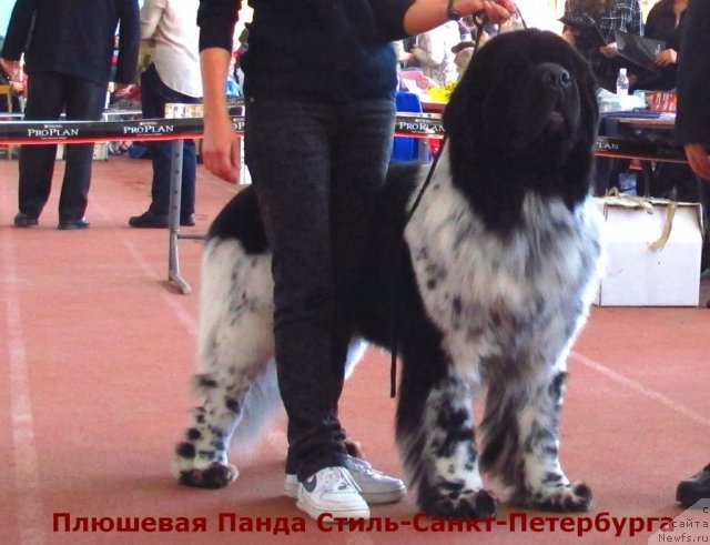 Фотография № 89671