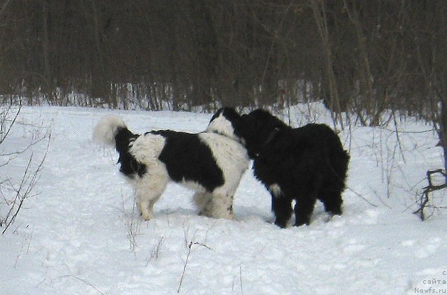 Фото: ньюфаундленд La Belle Michaela (Ла Бель Мишель), ньюфаундленд Bavariya (Бавария)