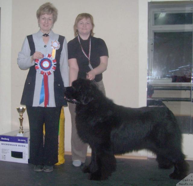 Фото: Екатерина Сенашенко, Tat'yana Abutova (Татьяна Абутова), ньюфаундленд Denis Roussow vom Riesrand