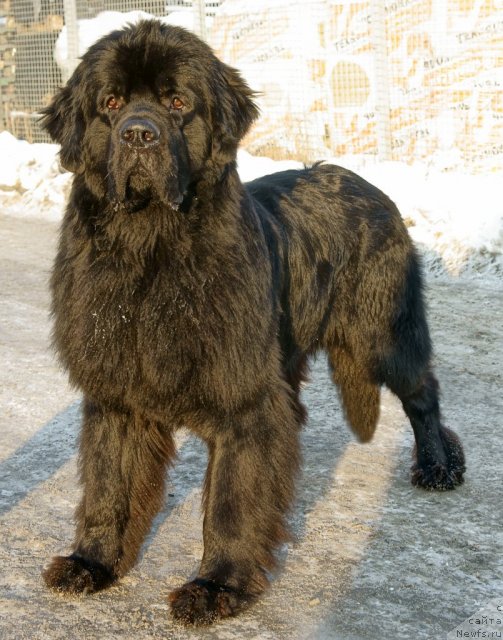 Фото: ньюфаундленд Dar Svezy Ustas Sagittarius (Дар Свезы Юстас Сагиттариус)