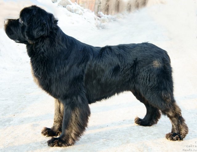 Фото: ньюфаундленд Dar Svezy Ustas Sagittarius (Дар Свезы Юстас Сагиттариус)