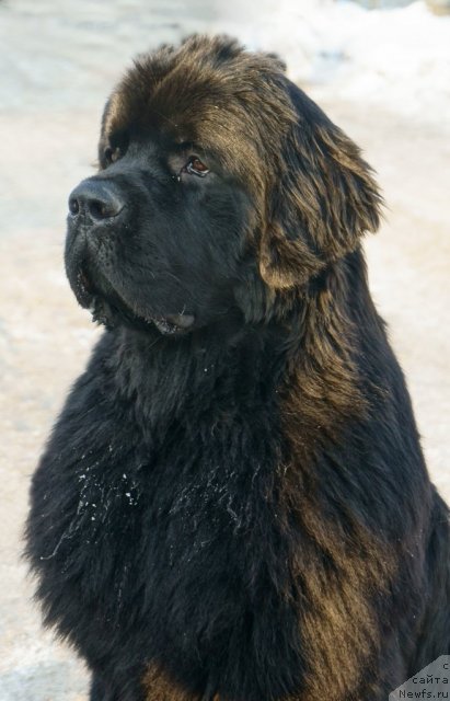 Фото: ньюфаундленд Dar Svezy Ustas Sagittarius (Дар Свезы Юстас Сагиттариус)