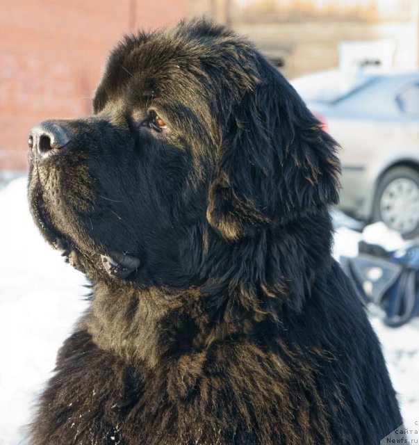 Фото: ньюфаундленд Dar Svezy Ustas Sagittarius (Дар Свезы Юстас Сагиттариус)