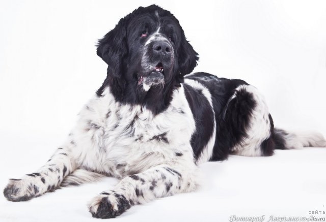 Фото: ньюфаундленд Mag Ispolin Carte Blanche for Piternyuf (Маг Исполин Карте Бланч фор Питерньюф)