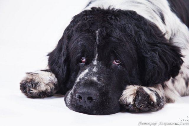 Фото: ньюфаундленд Mag Ispolin Carte Blanche for Piternyuf (Маг Исполин Карте Бланч фор Питерньюф)