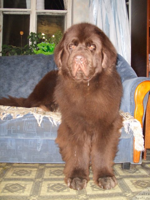 Фото: ньюфаундленд CHernyiy SHarm Amber Best Dog FO Marleon (Черный Шарм Амбер Бест Дог ФО Марлеон)