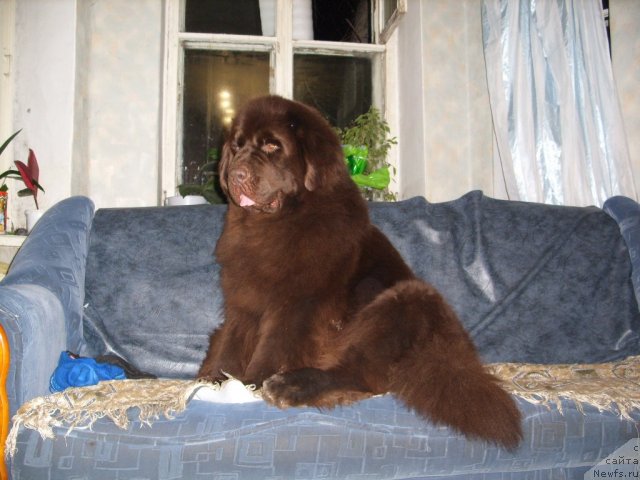 Фото: ньюфаундленд CHernyiy SHarm Amber Best Dog FO Marleon (Черный Шарм Амбер Бест Дог ФО Марлеон)