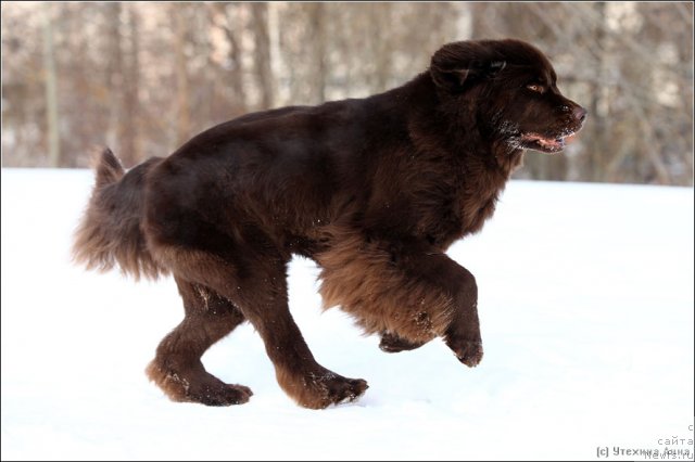 Фото: ньюфаундленд Chernyi Sharm Angel'skaya Krasota (Черный Шарм Ангельская Красота)