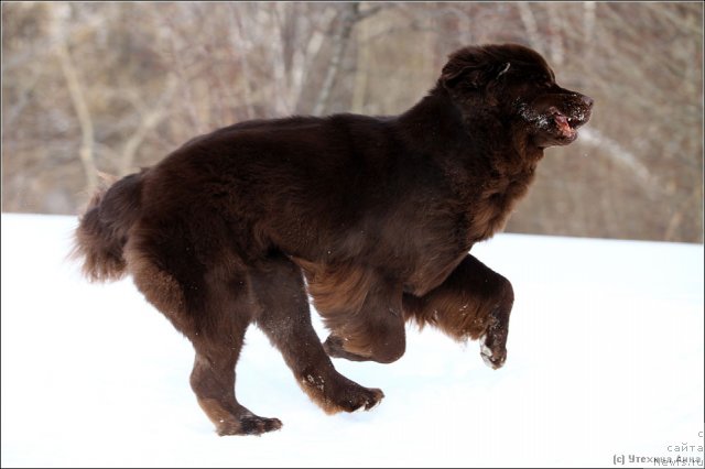 Фото: ньюфаундленд Chernyi Sharm Angel'skaya Krasota (Черный Шарм Ангельская Красота)