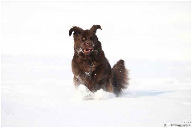 Фото: ньюфаундленд Chernyi Sharm Angel'skaya Krasota (Черный Шарм Ангельская Красота)