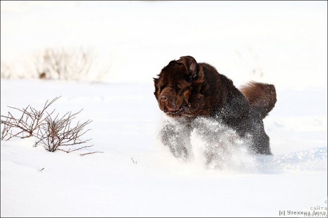 Фото: ньюфаундленд Chernyi Sharm Angel'skaya Krasota (Черный Шарм Ангельская Красота)