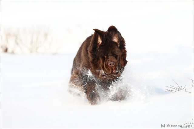 Фотография № 89733