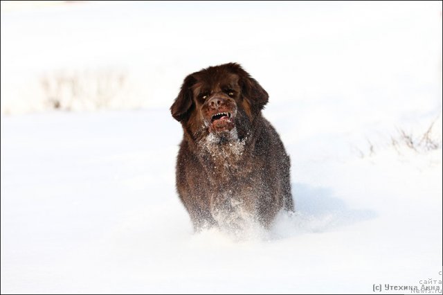 Фото: ньюфаундленд Chernyi Sharm Angel'skaya Krasota (Черный Шарм Ангельская Красота)