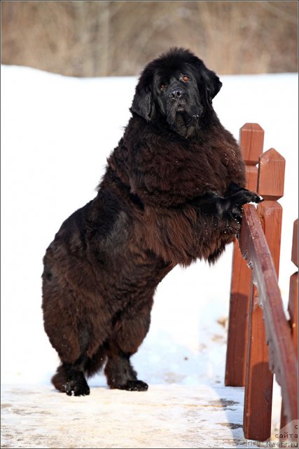 Фото: ньюфаундленд CHansi iz Zolotogo Treugol'nika (Чанси из Золотого Треугольника)