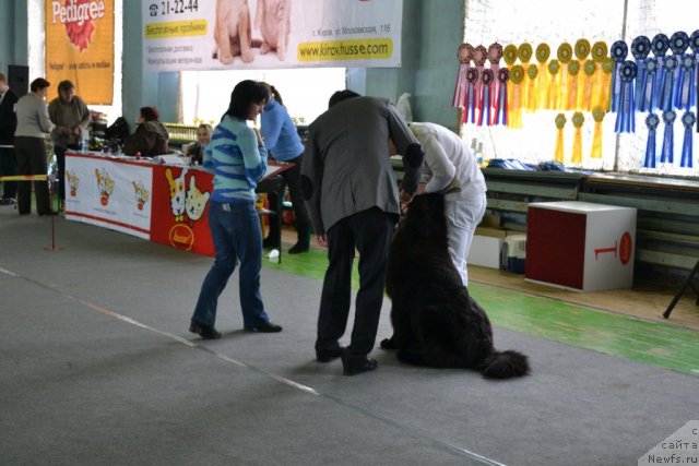 Фото: ньюфаундленд Uil'yam Naslednik Trona (Уильям Наследник Трона)