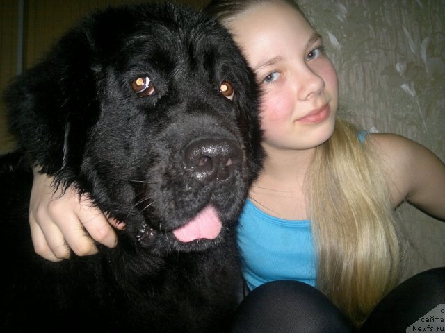 Фото: ньюфаундленд Velikiy Medved' Zagadka (Великий Медведь Загадка)