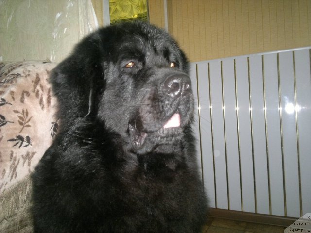 Фото: ньюфаундленд Velikiy Medved' Zagadka (Великий Медведь Загадка)