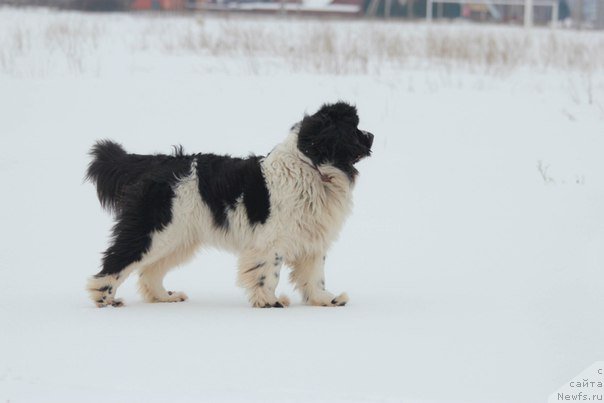 Фото: ньюфаундленд Super Premium Eseniya (Супер Премиум Есения)