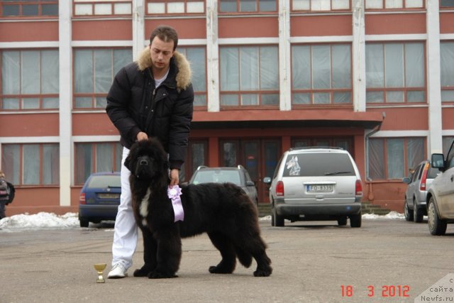 Фото: ньюфаундленд Love Me Tender Midnight Bear, Aleksandr Rozenfel'd (Александр Розенфельд)