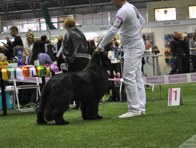 Фото: ньюфаундленд Sent Djons Handsel for Me (Сент Джонс Хендсел фо Ми)