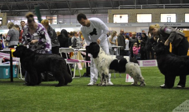 Фото: ньюфаундленд Sent Djons Handsel for Me (Сент Джонс Хендсел фо Ми), ньюфаундленд Akvian Song Zero Graviti (Аквиан Сонг Зеро Гравити)