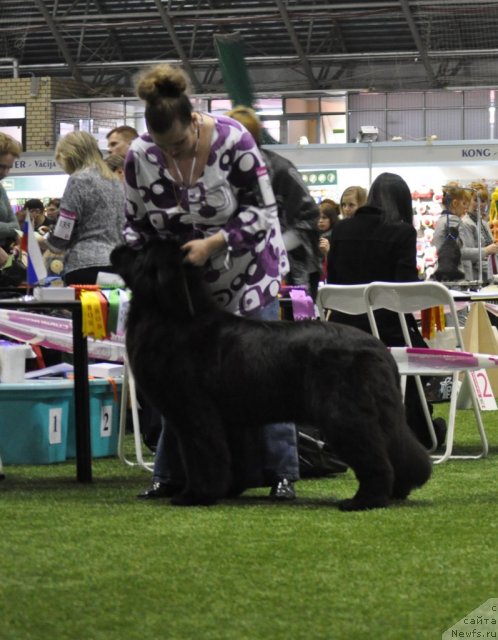 Фото: ньюфаундленд Sent Djons Handsel for Me (Сент Джонс Хендсел фо Ми)