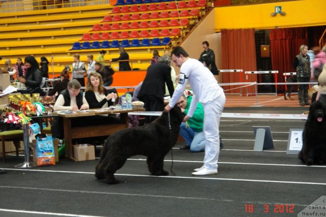 Фото: ньюфаундленд Sent Djons Handsel for Me (Сент Джонс Хендсел фо Ми), Aleksandr Rozenfel'd (Александр Розенфельд)