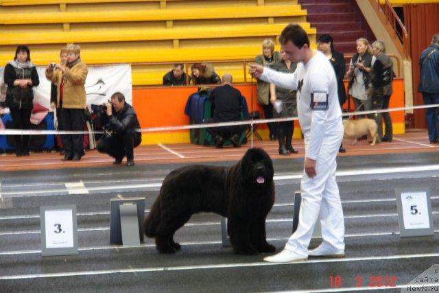 Фото: ньюфаундленд Sent Djons Handsel for Me (Сент Джонс Хендсел фо Ми), Aleksandr Rozenfel'd (Александр Розенфельд)