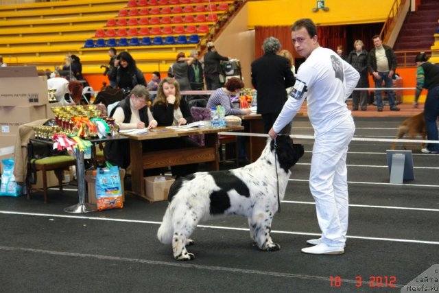 Фото: ньюфаундленд Akvian Song Zero Graviti (Аквиан Сонг Зеро Гравити), Aleksandr Rozenfel'd (Александр Розенфельд)
